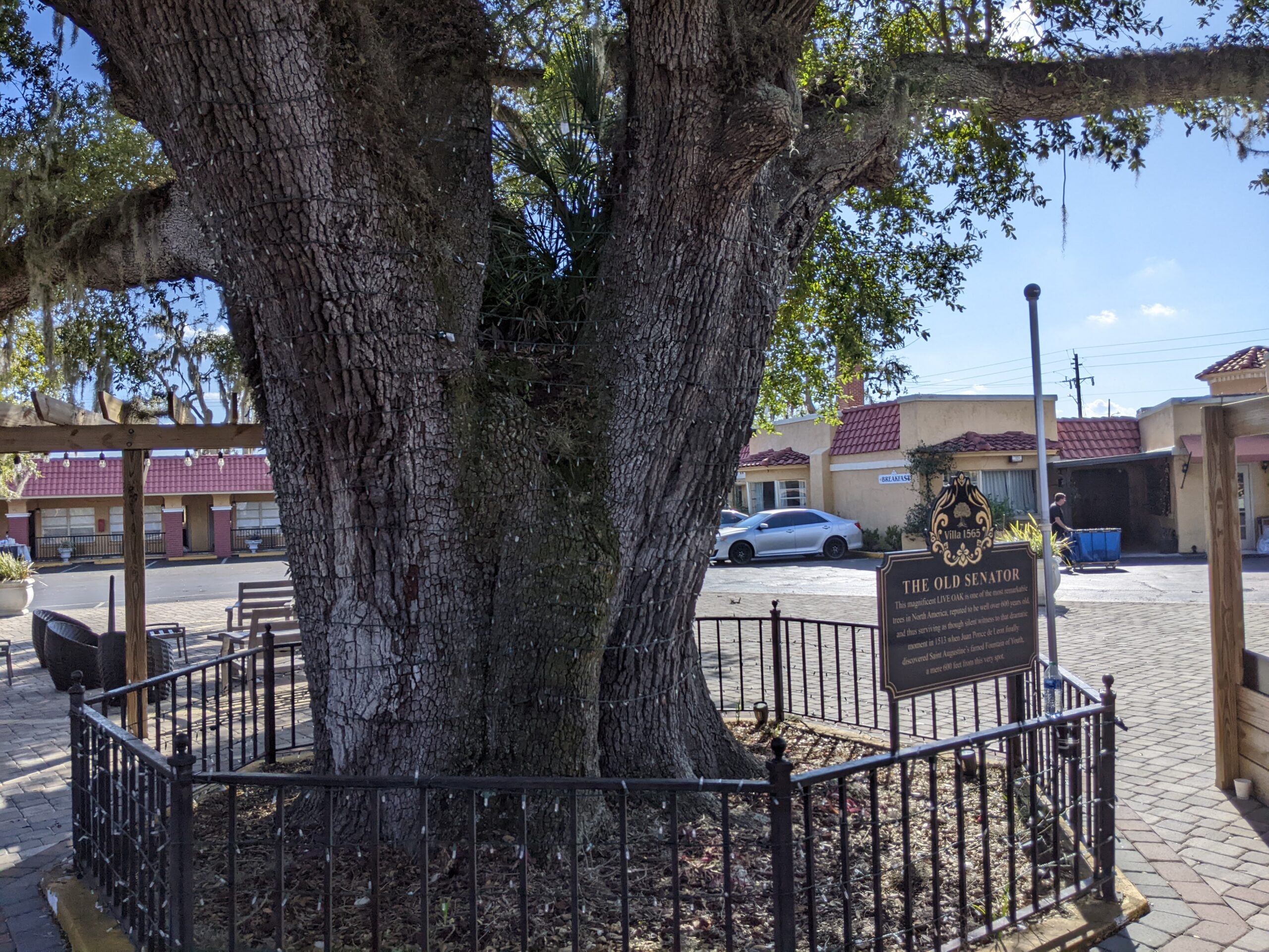 The Old Senator Tree – Ancient Guardian of San Marco
