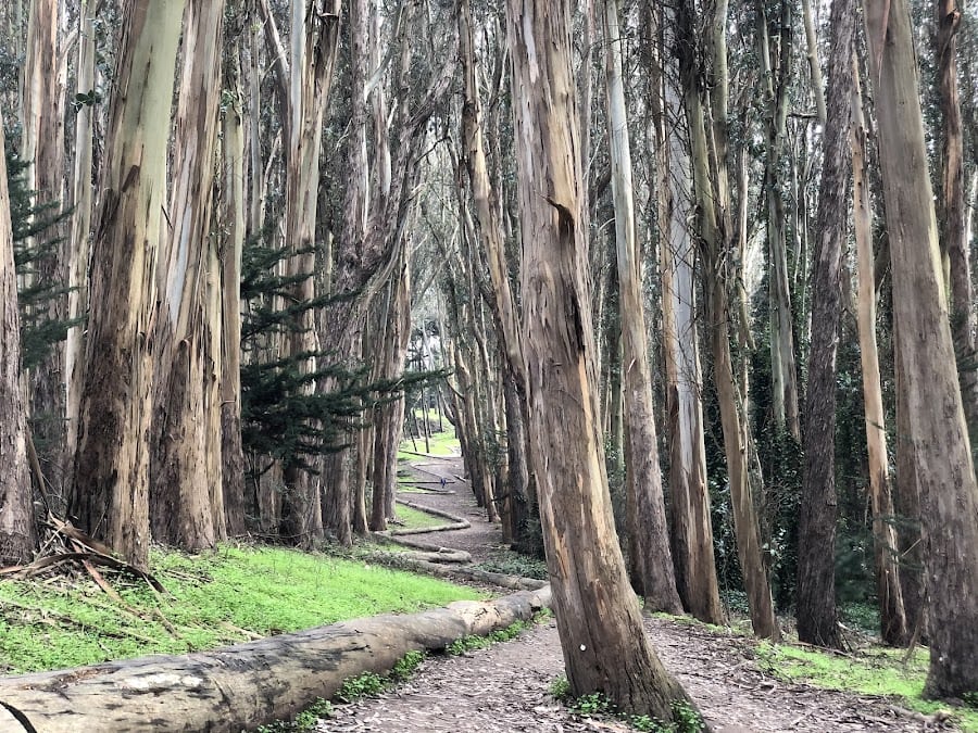 Lovers' Lane