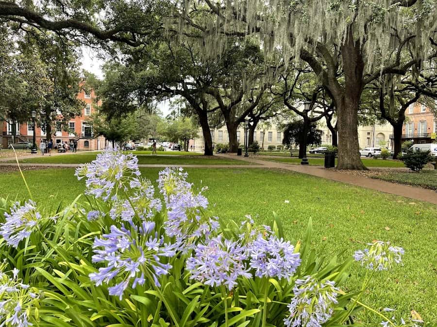 Oglethorpe Square