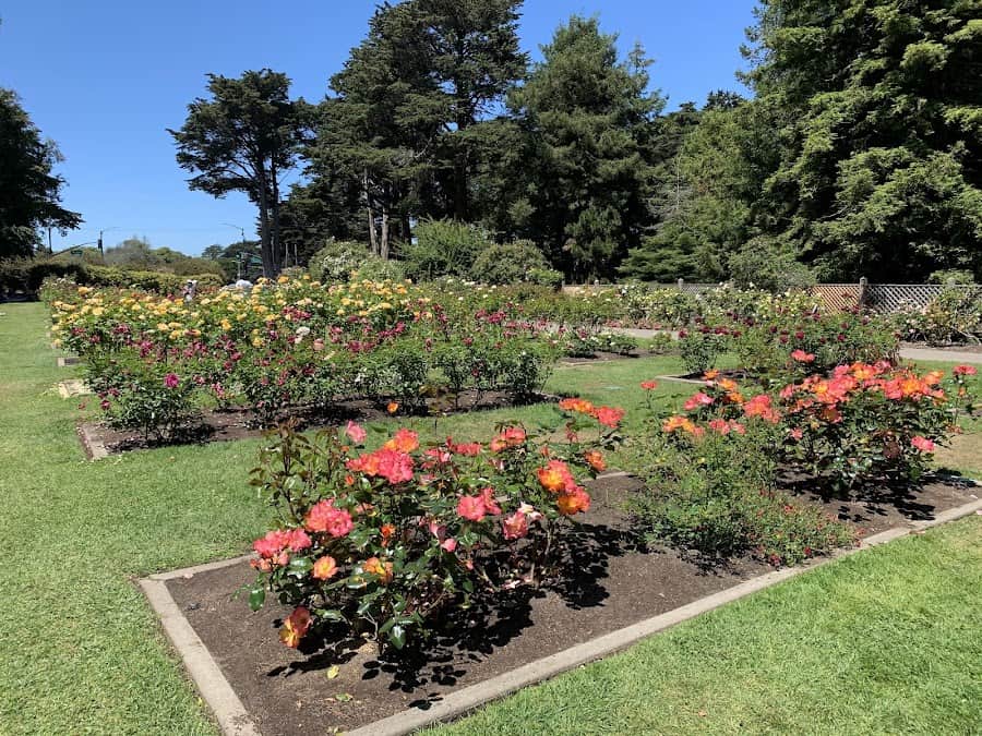 Rose Garden